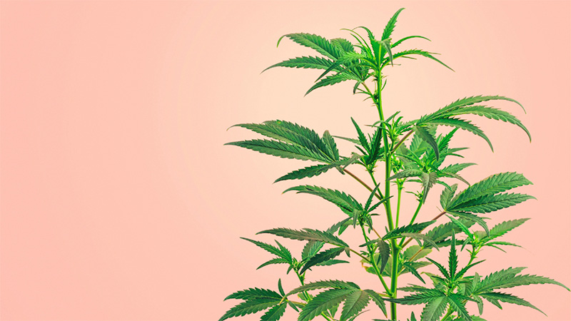 Hemp plant on a pink background