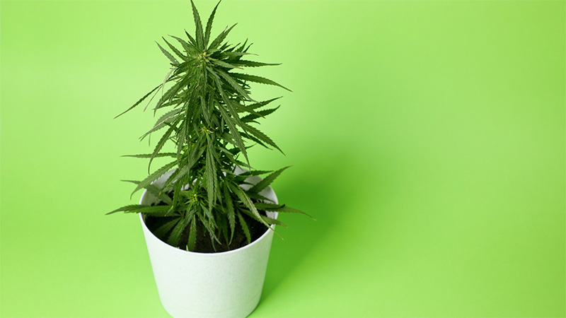 A potted hemp plant on yellow green background.