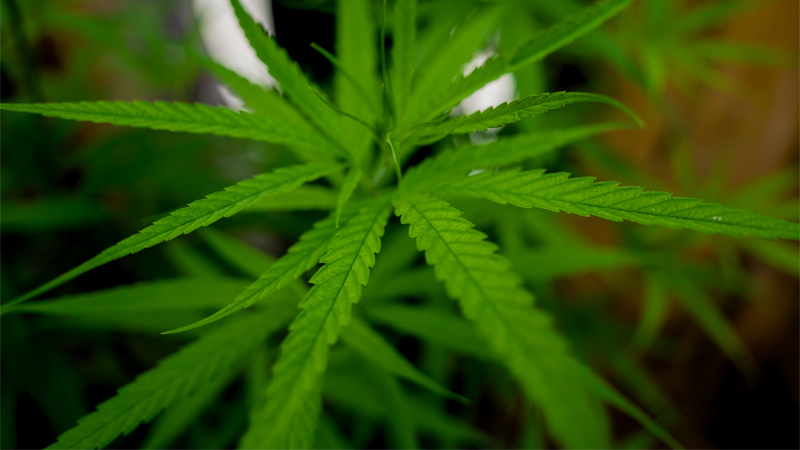 Image of a cannabis plant