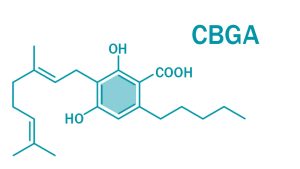 What Is Cannabigerolic Acid (CBGA)? - CFAH