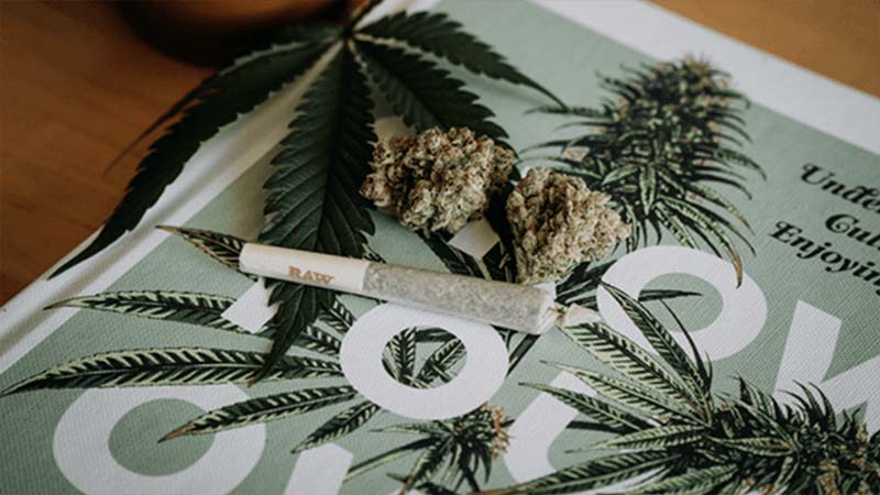 An image of cannabis on a magazine background